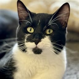 Test Kitty - Not A Real Cat image 2