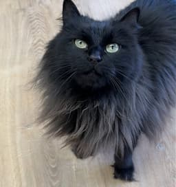 Test Kitty - Not A Real Cat image 3