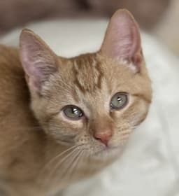 Test Kitty - Not A Real Cat image 1