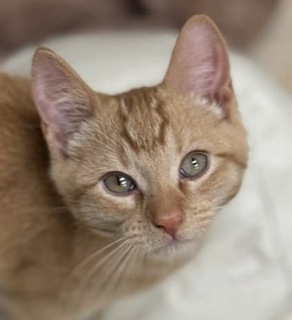 Test Kitty - Not A Real Cat - Abyssinian