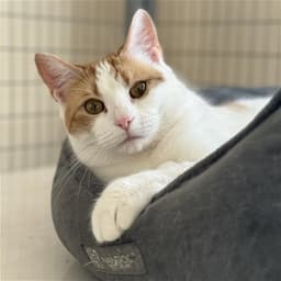 Test Kitty - Not A Real Cat image 4