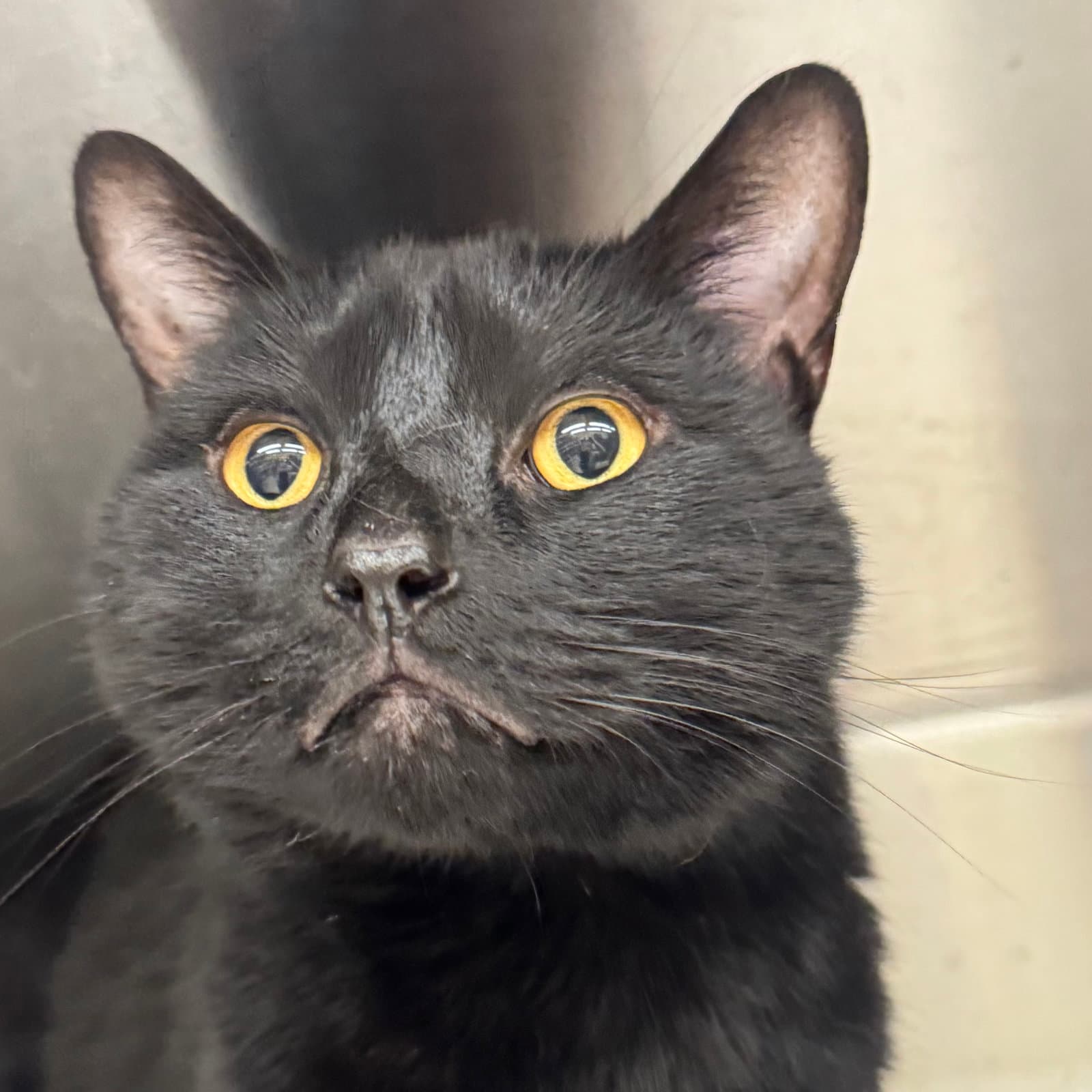 Ricky - Domestic Short Hair