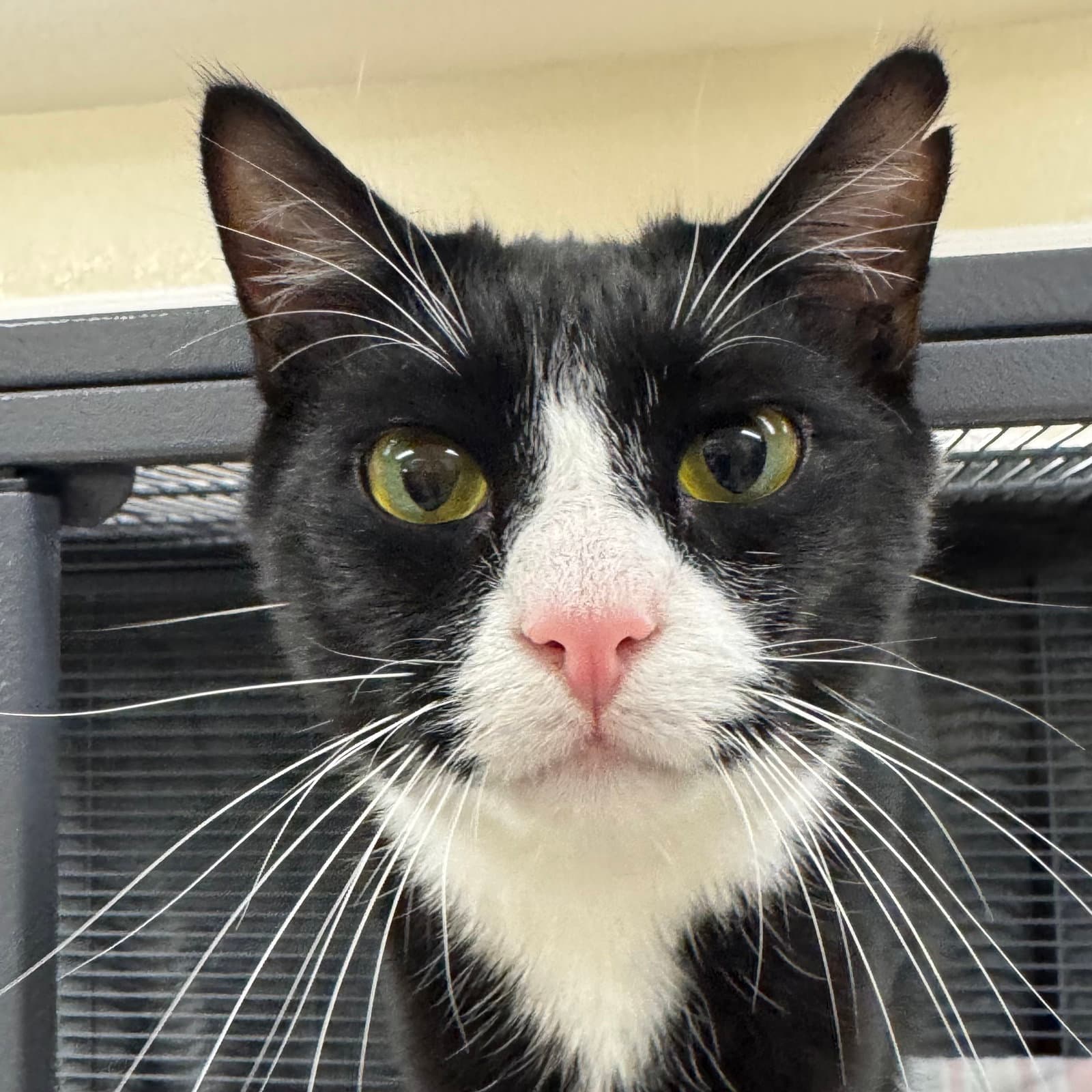 Fenton - Domestic Short Hair