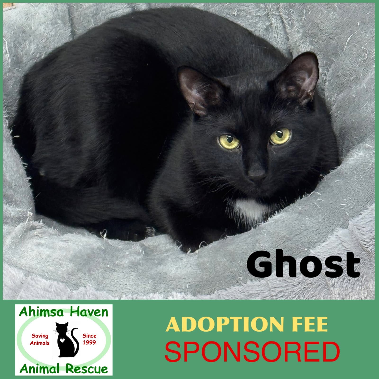 Ghost - Domestic Short Hair