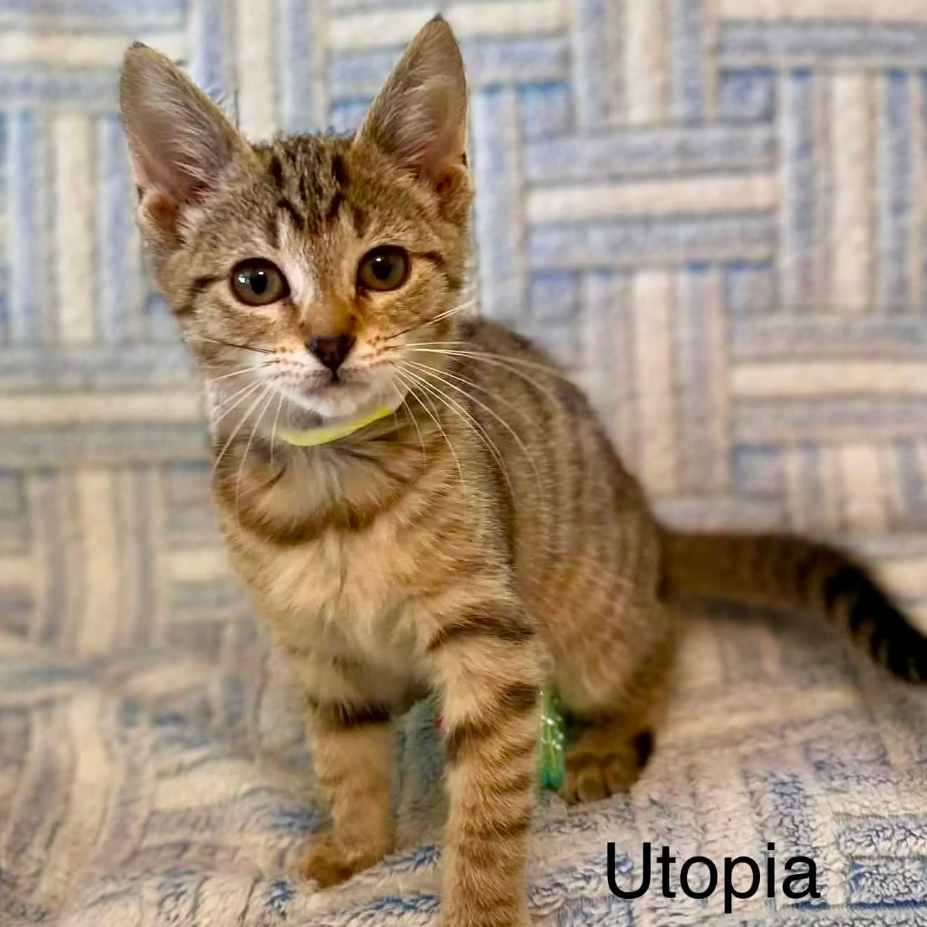 Utopia - Domestic Short Hair