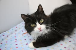 Suni image 1
