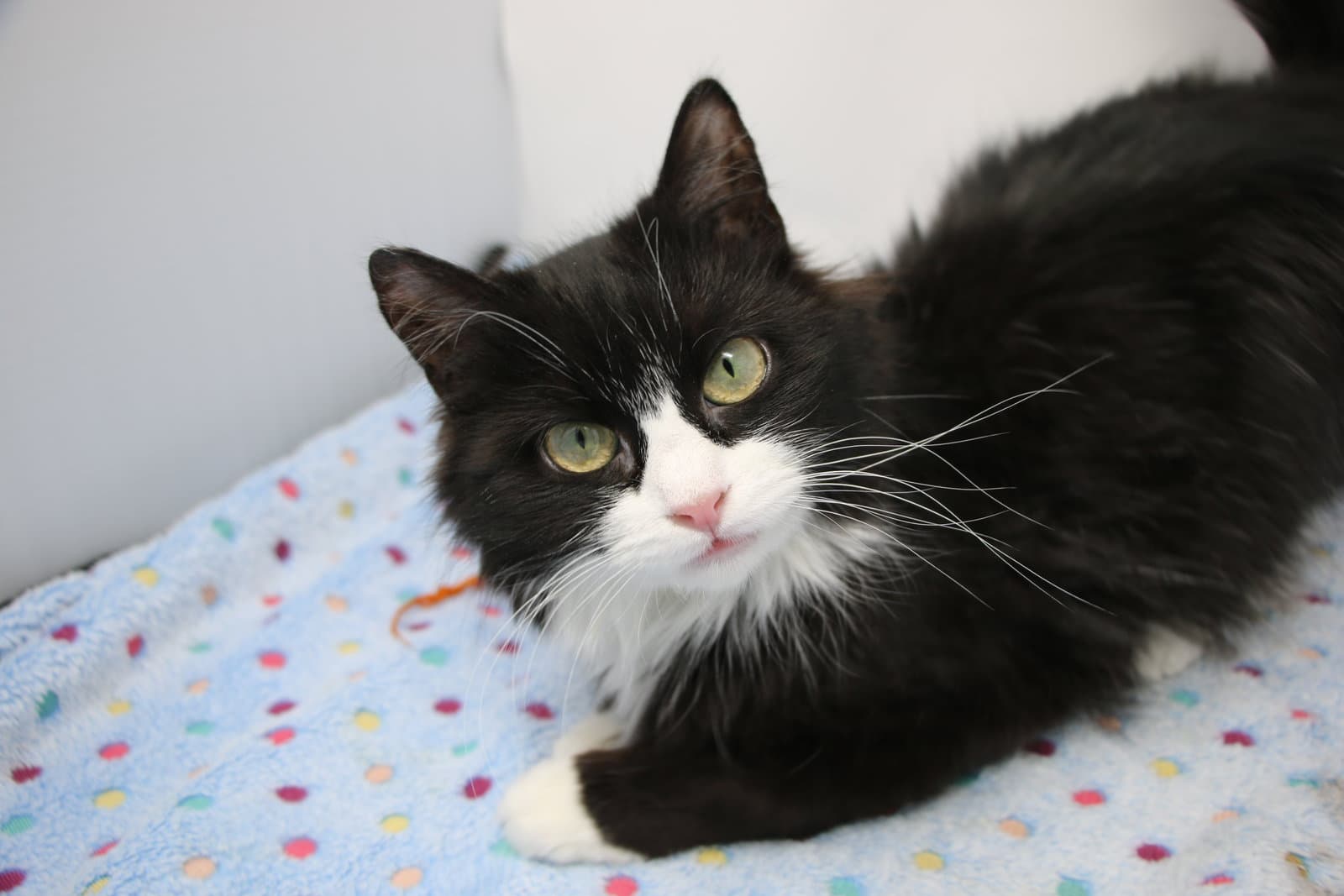 Suni - Domestic Medium Hair