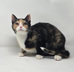 Jinx image 1