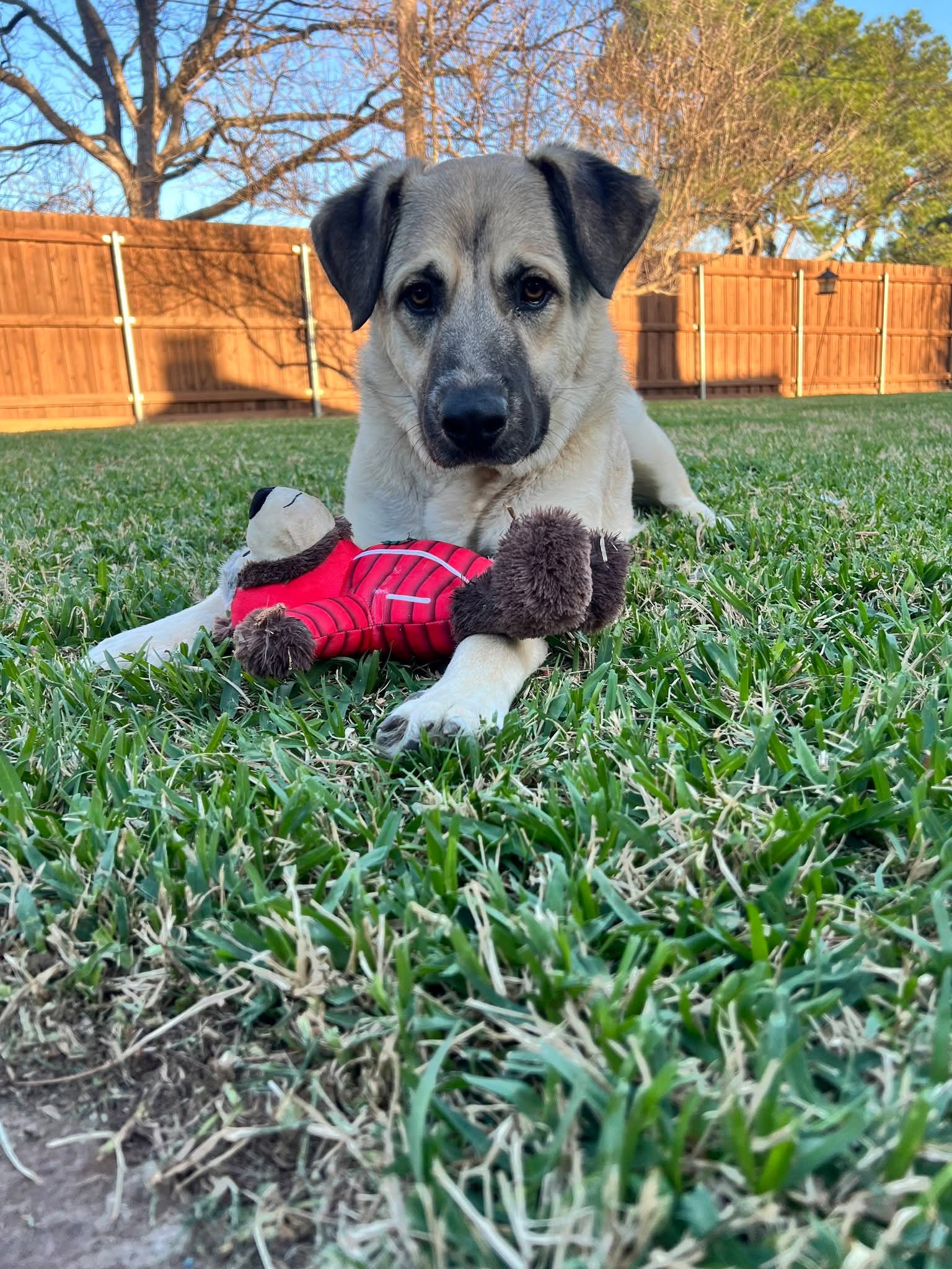 Rusty - German Shepherd Dog