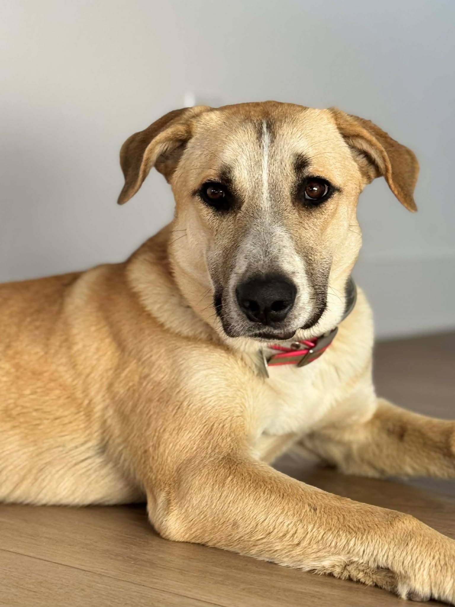 Zoey - Shepherd