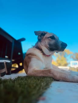 Zoey image 3