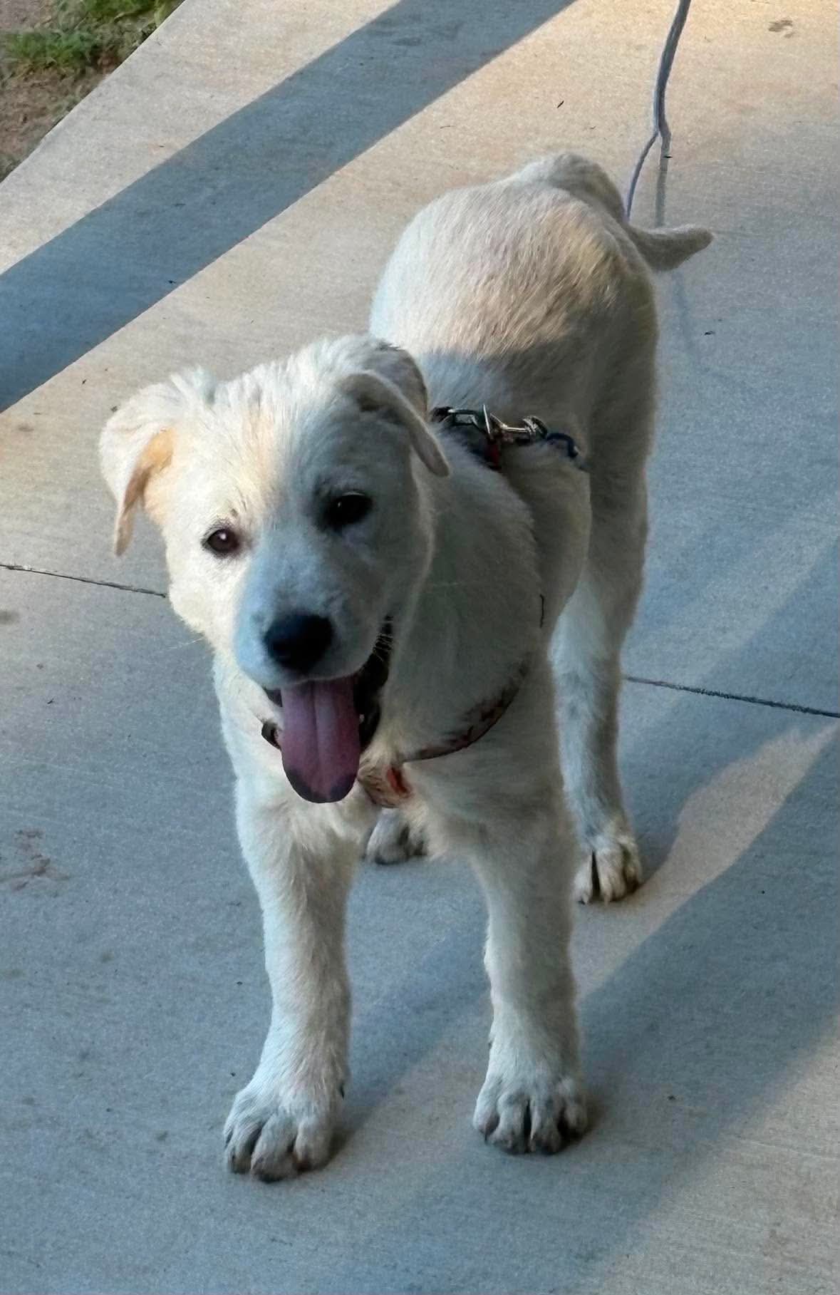 Rosie - Great Pyrenees