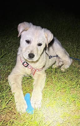 Rosie image 3