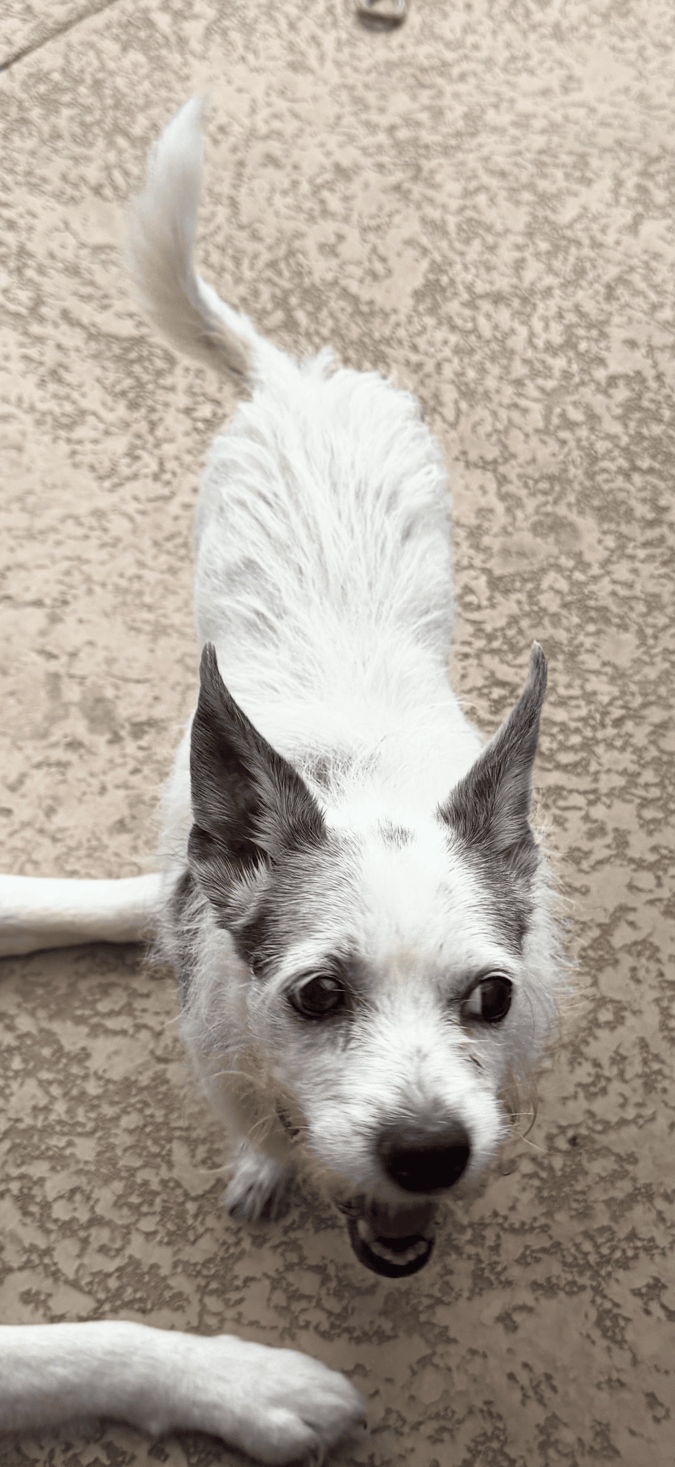 Little Bit - Terrier