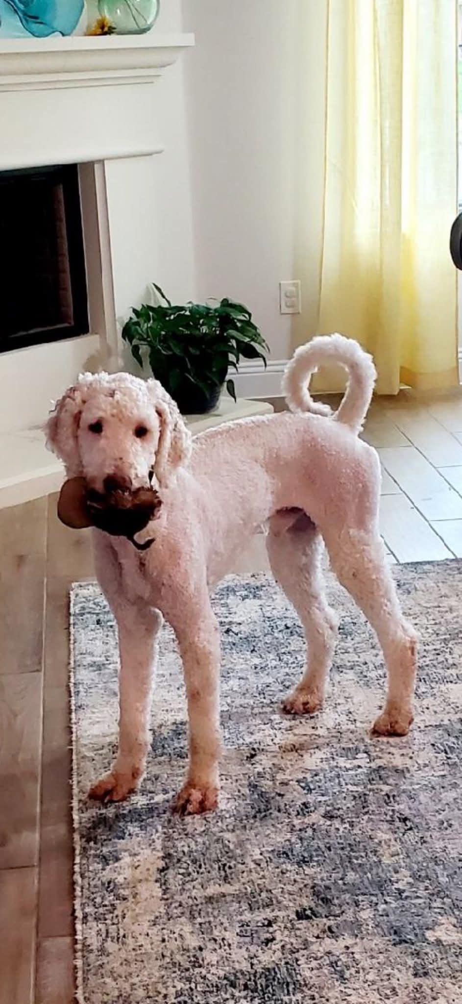 Mochi - Poodle (Standard)