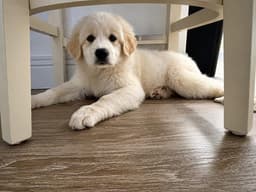 Freya image 1