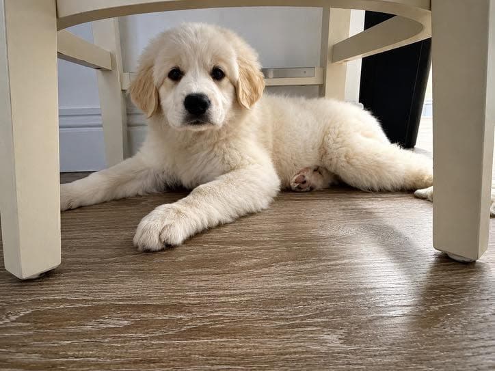 Freya - Great Pyrenees