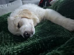 Freya image 2