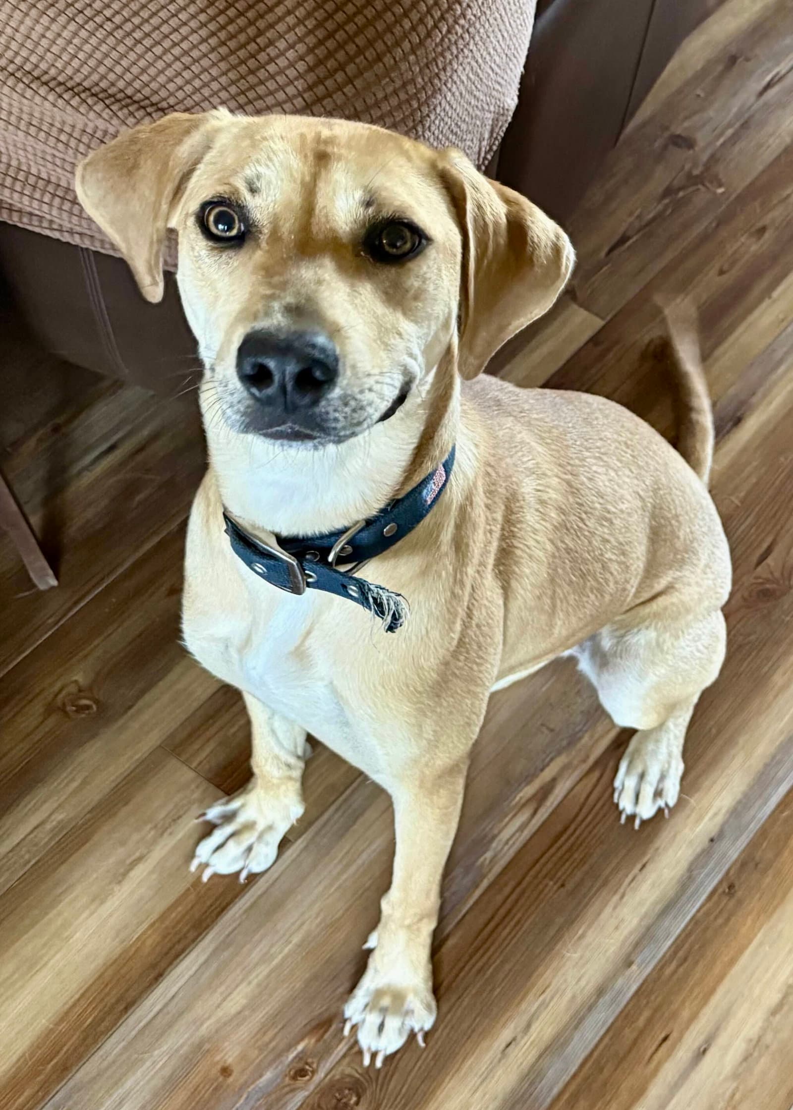 Honey - Labrador Retriever