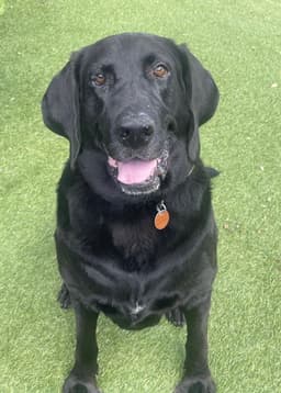Benni image 1