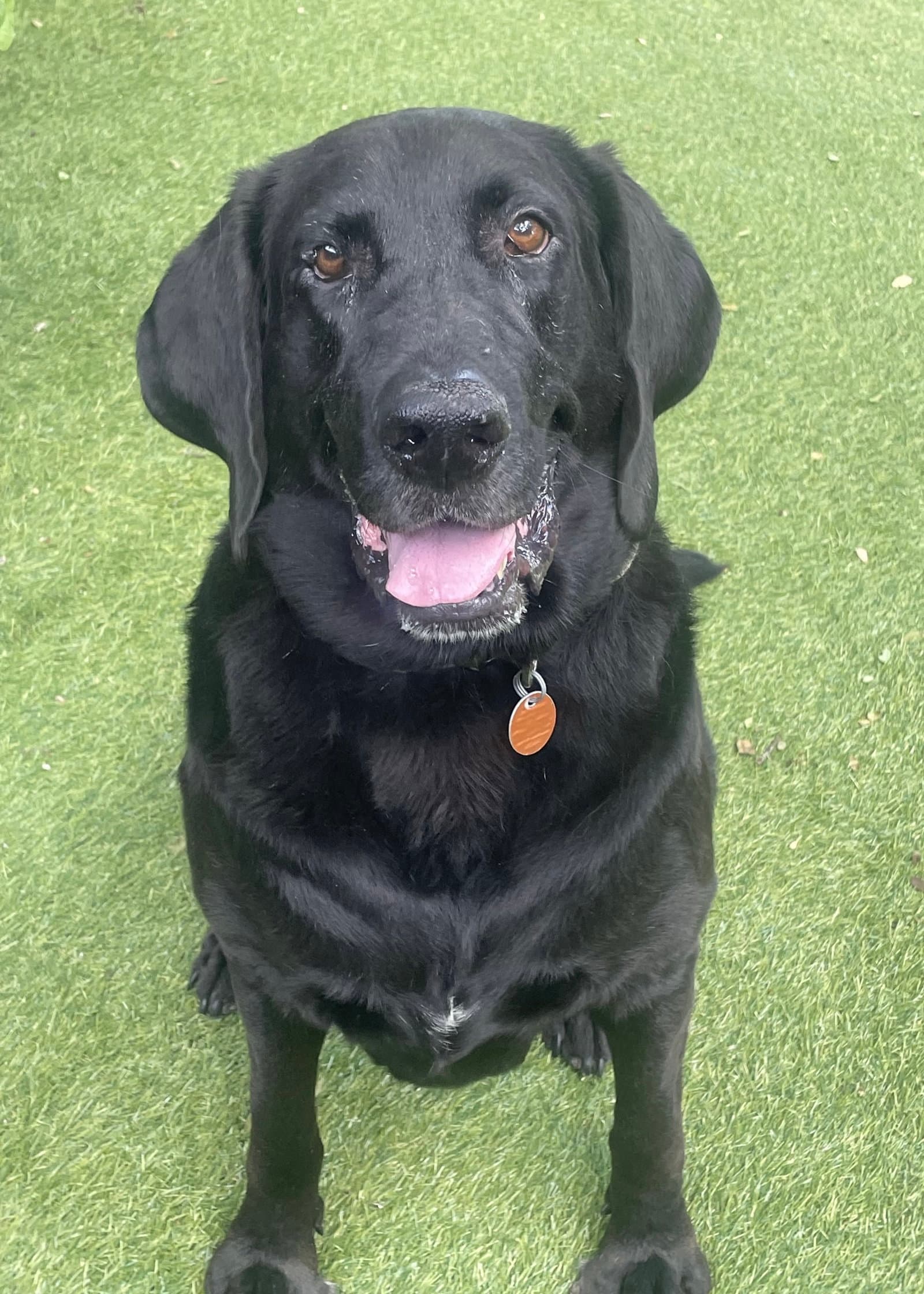 Benni - Labrador Retriever