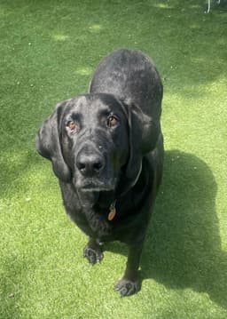 Benni image 2