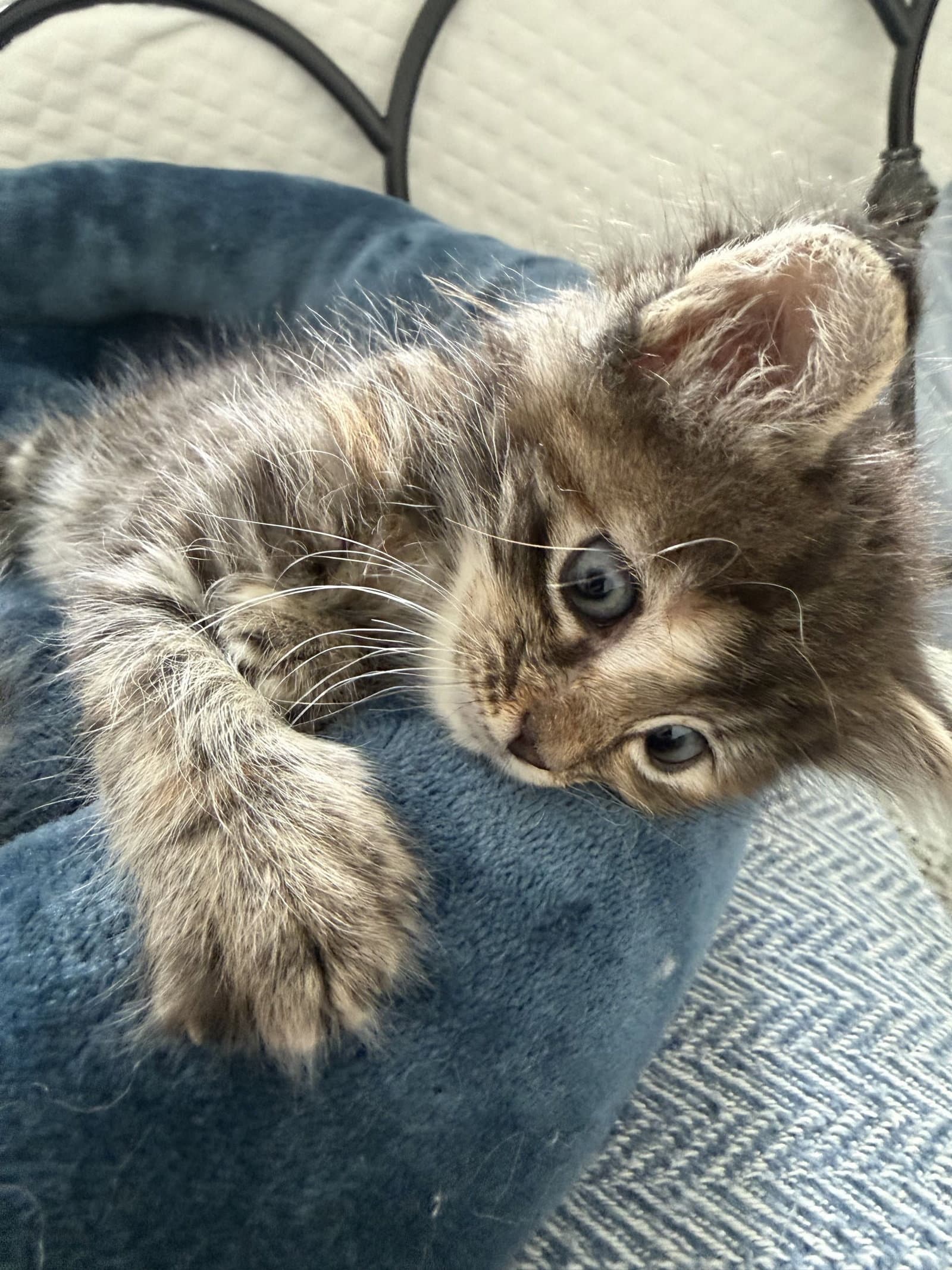 Jackie - Domestic Short Hair