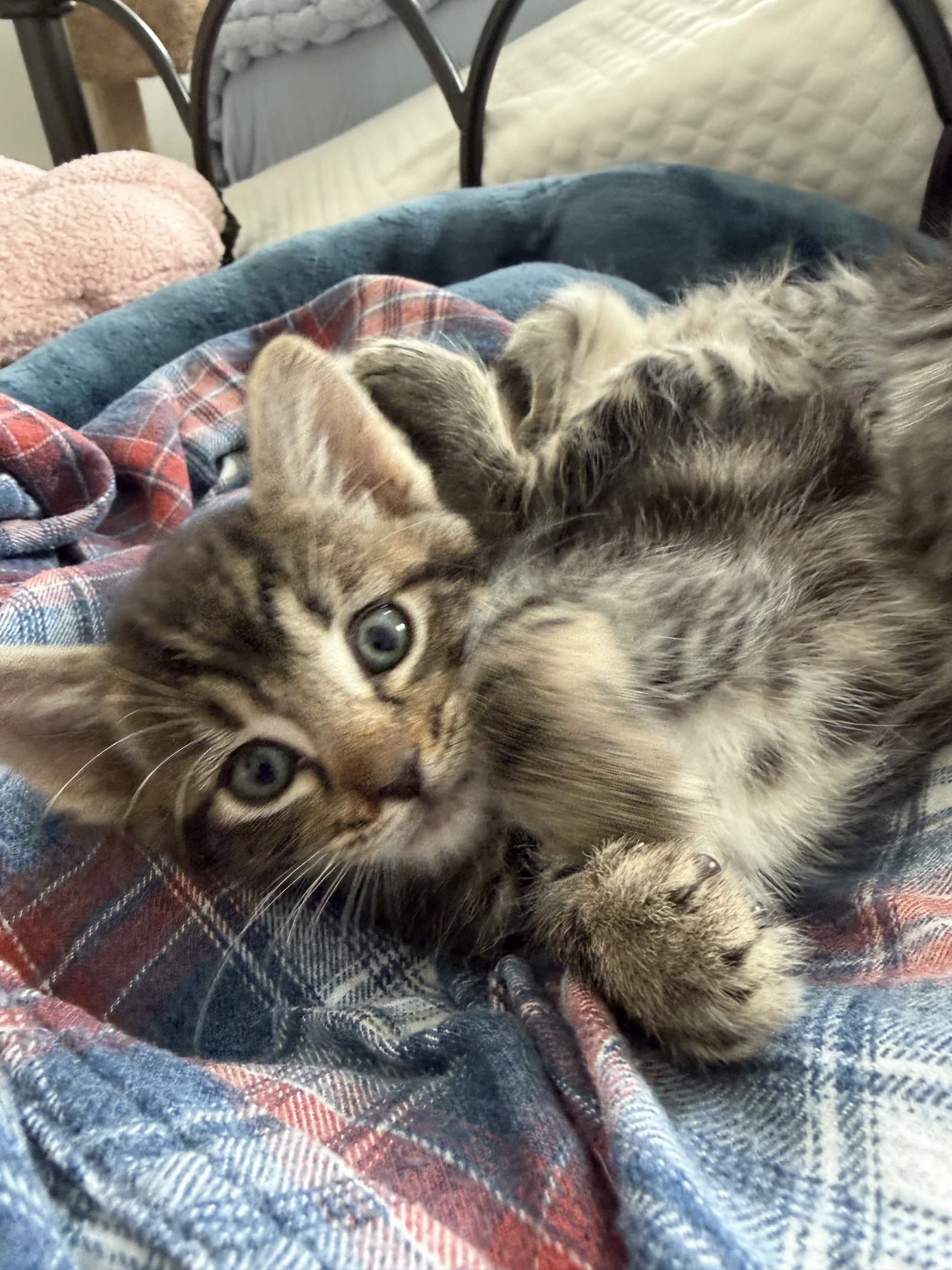 Harry - Domestic Short Hair