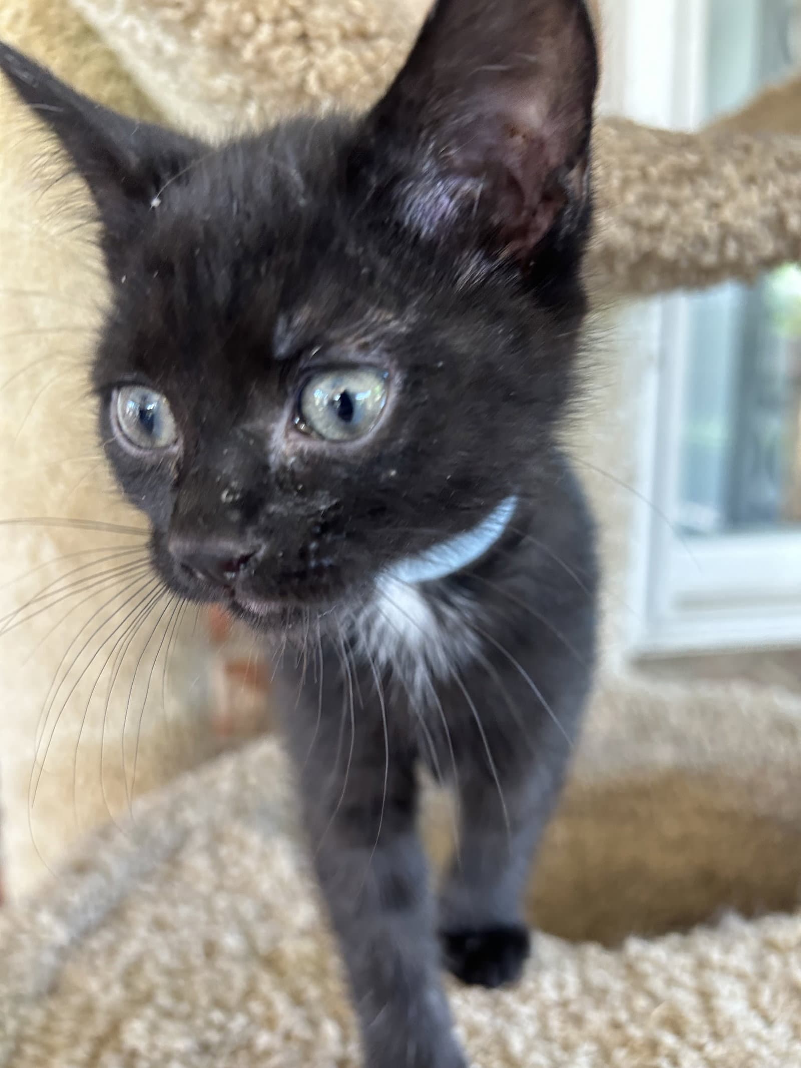 Poe - Domestic Short Hair