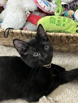 Boo Boo image 1