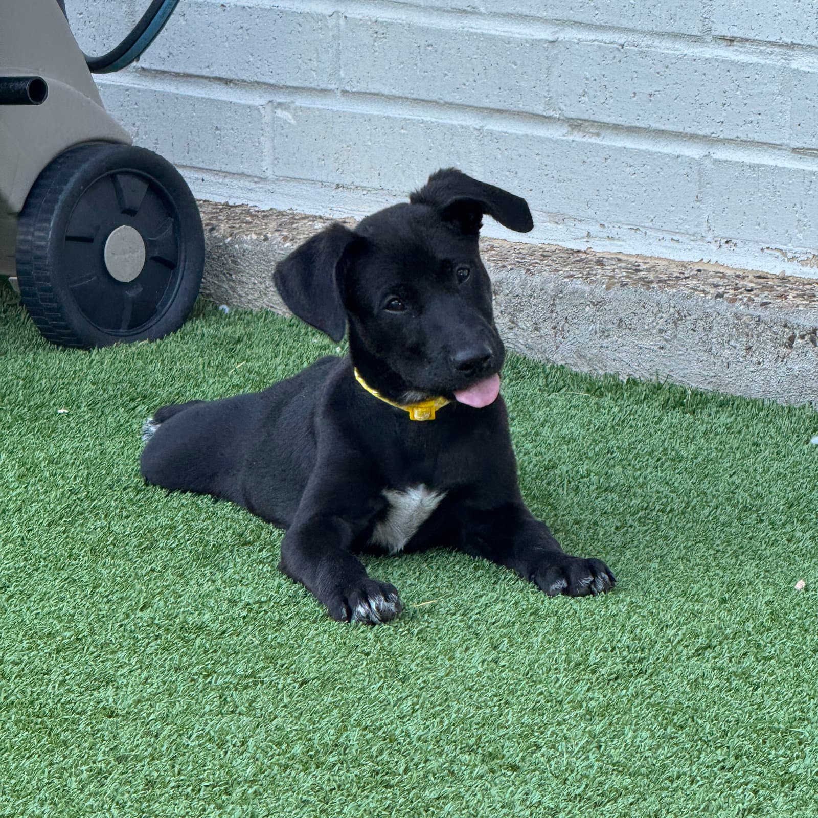 Cyndi Song - Labrador Retriever