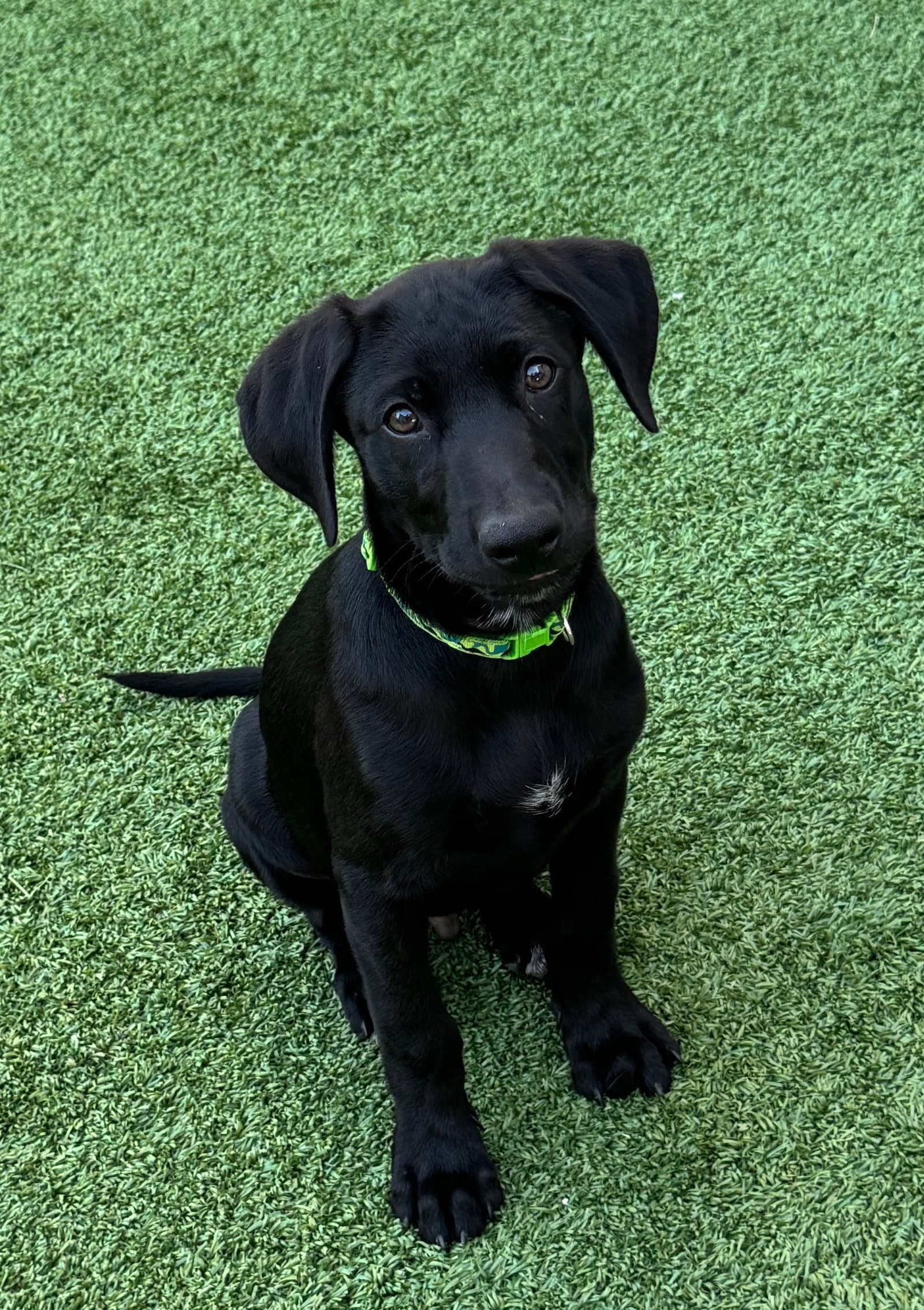 Elton Song - Labrador Retriever