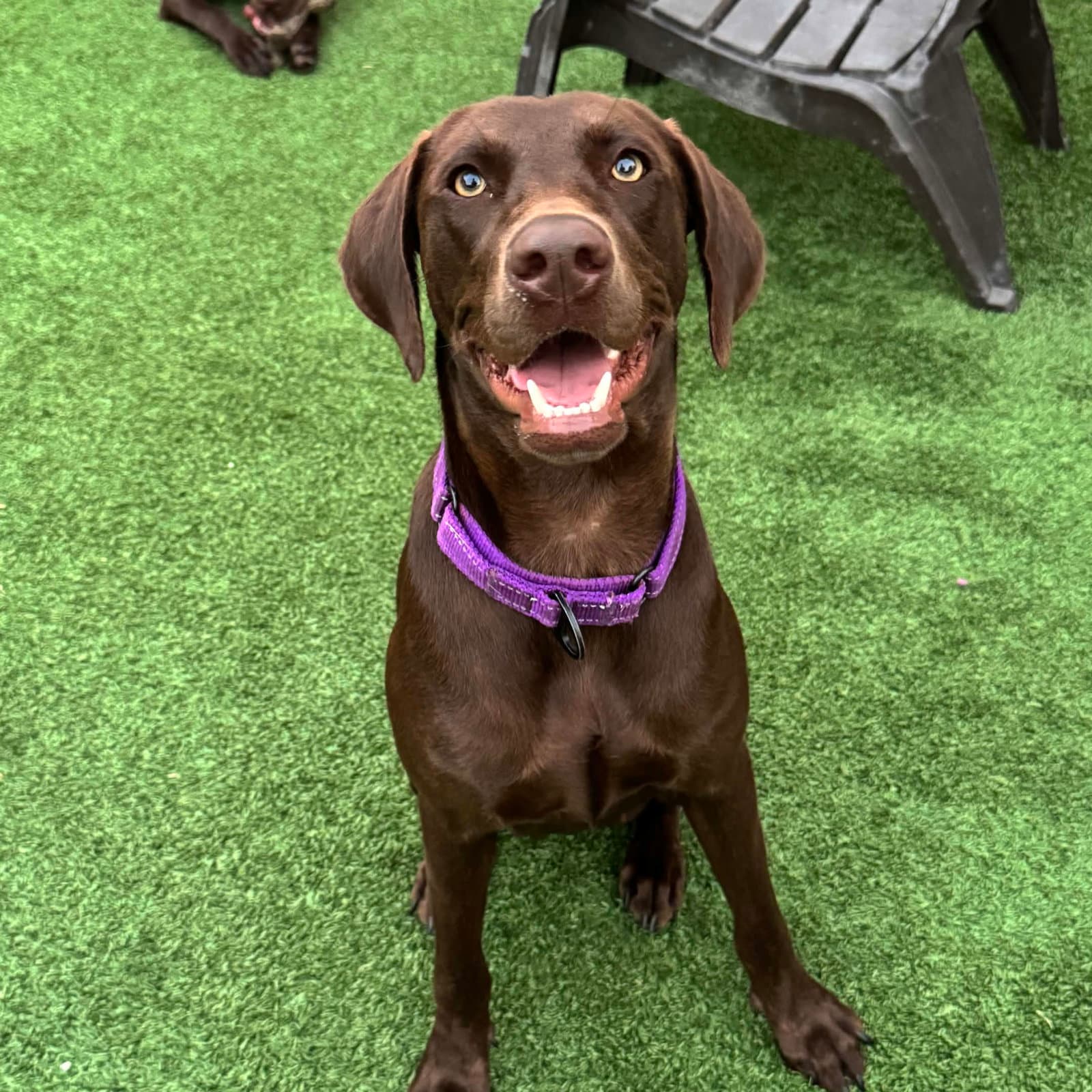Delilah Song - Labrador Retriever