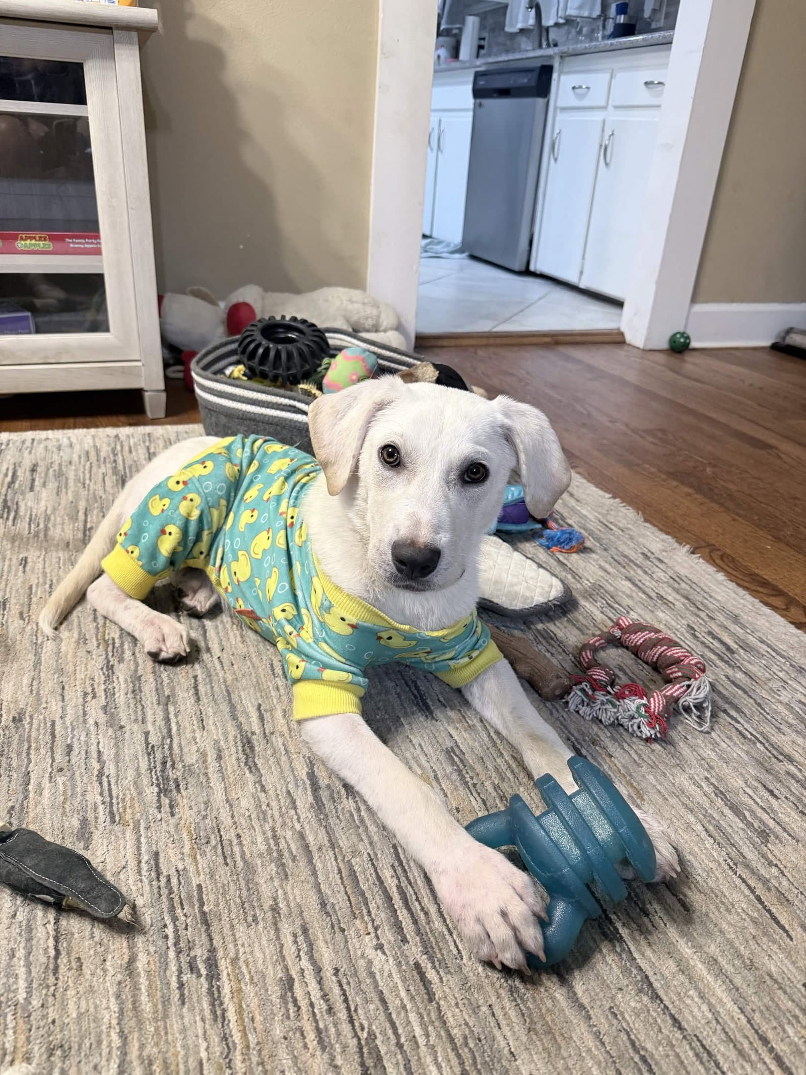 Stevie - Labrador Retriever
