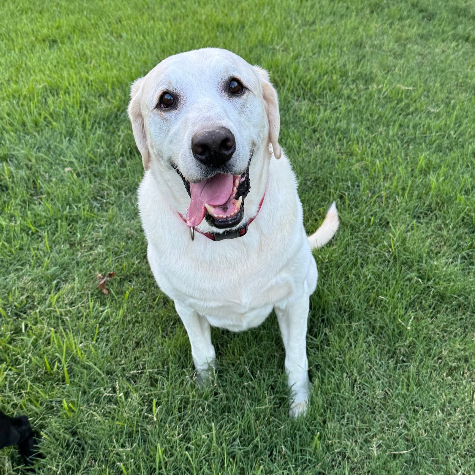 King Jacob - Labrador Retriever