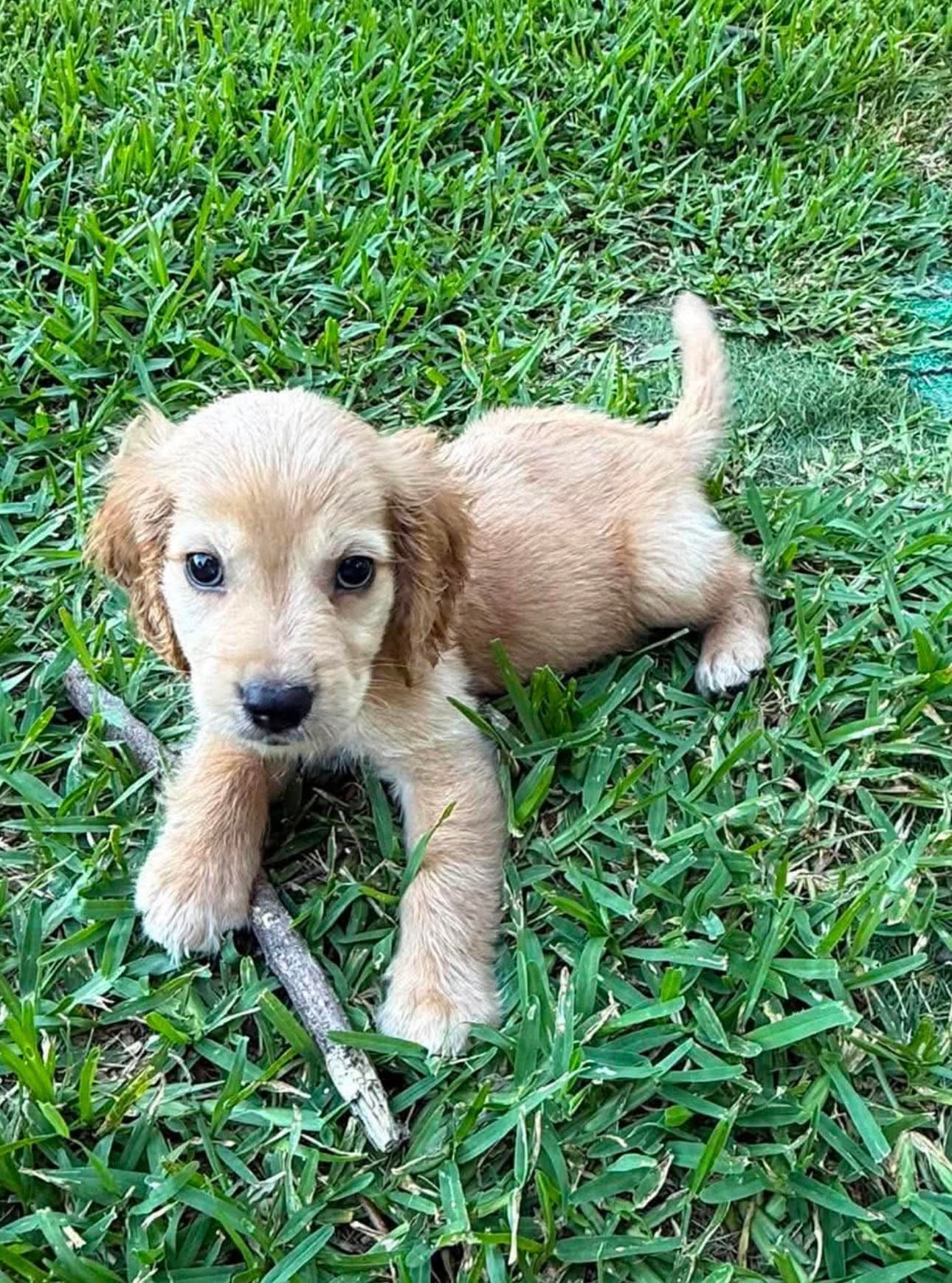 Chips - Cocker Spaniel