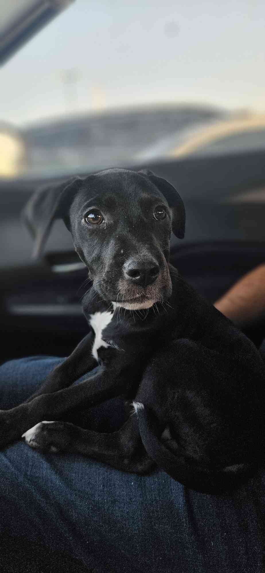 Calliope - Labrador Retriever