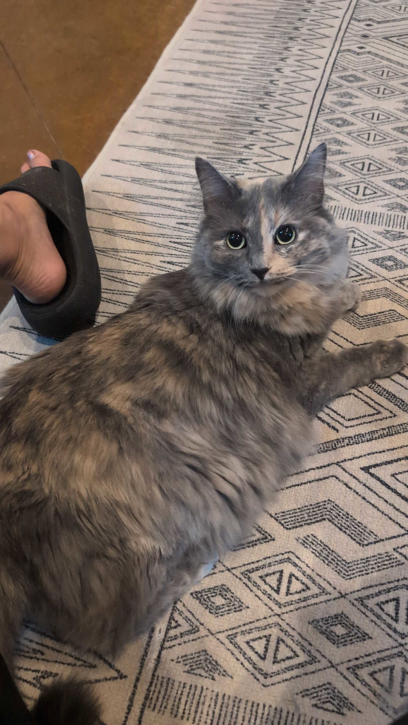 Munchie - Dilute Tortoiseshell