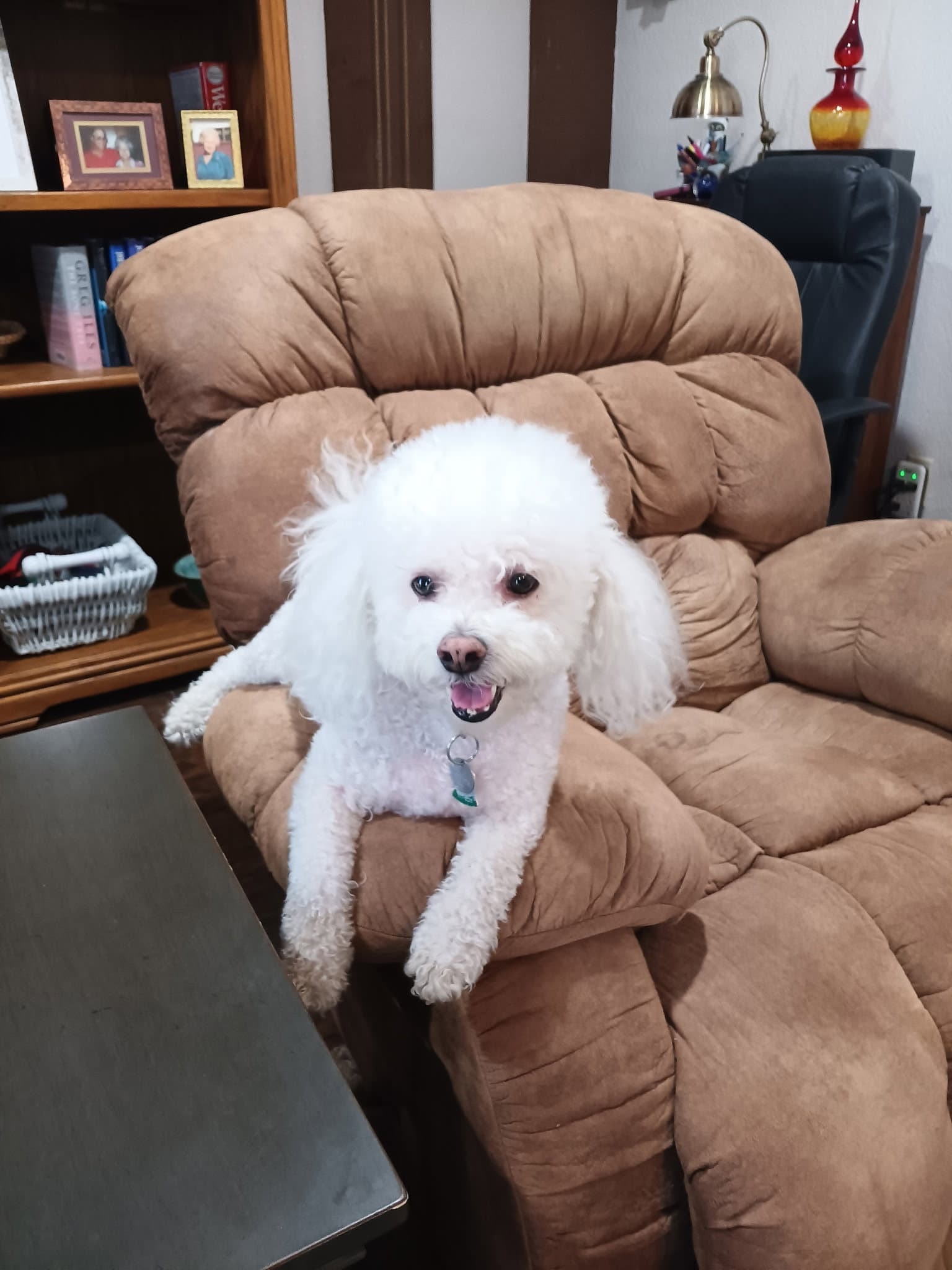 Harlan - Bichon Frise