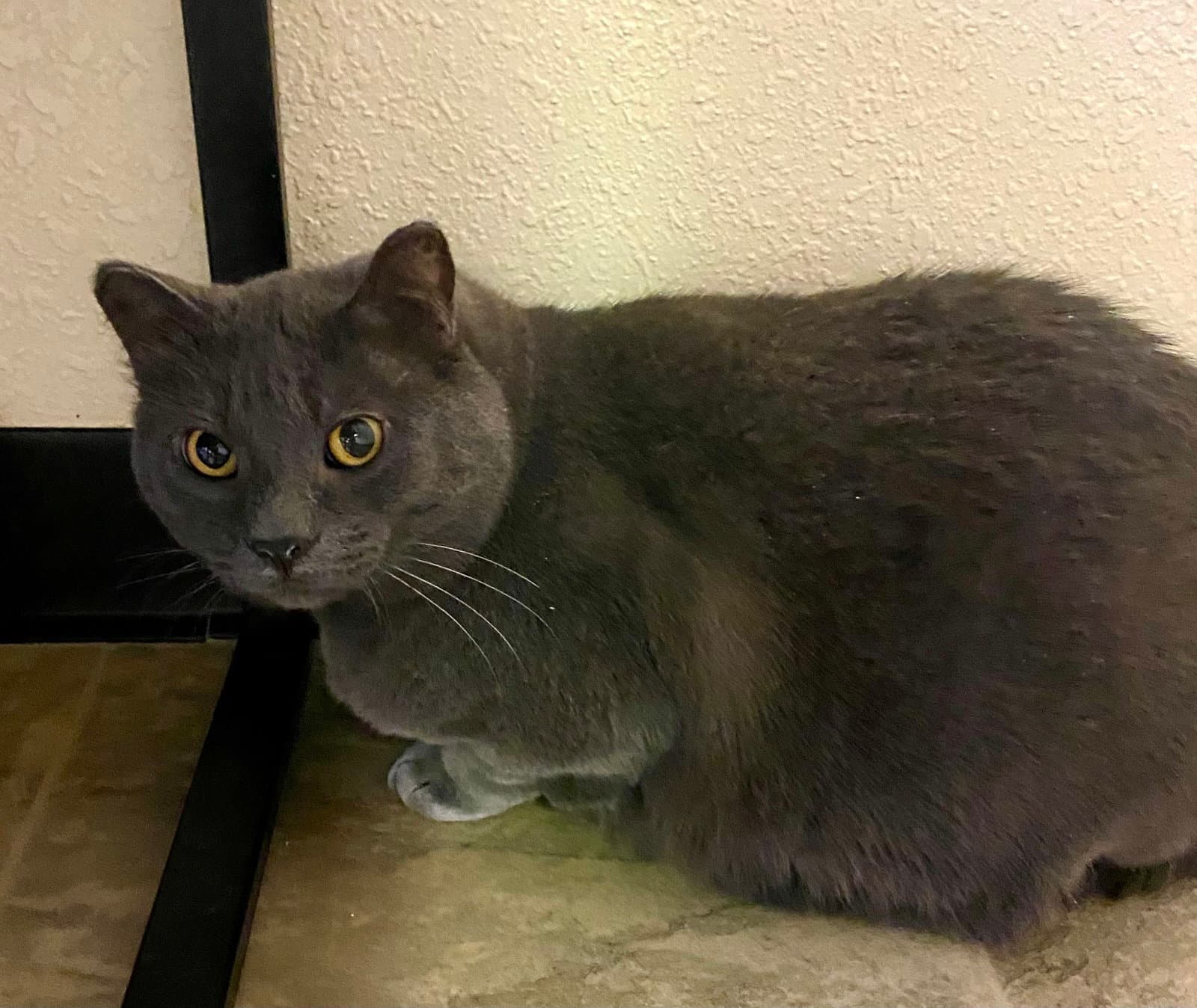 Franklin - Domestic Short Hair