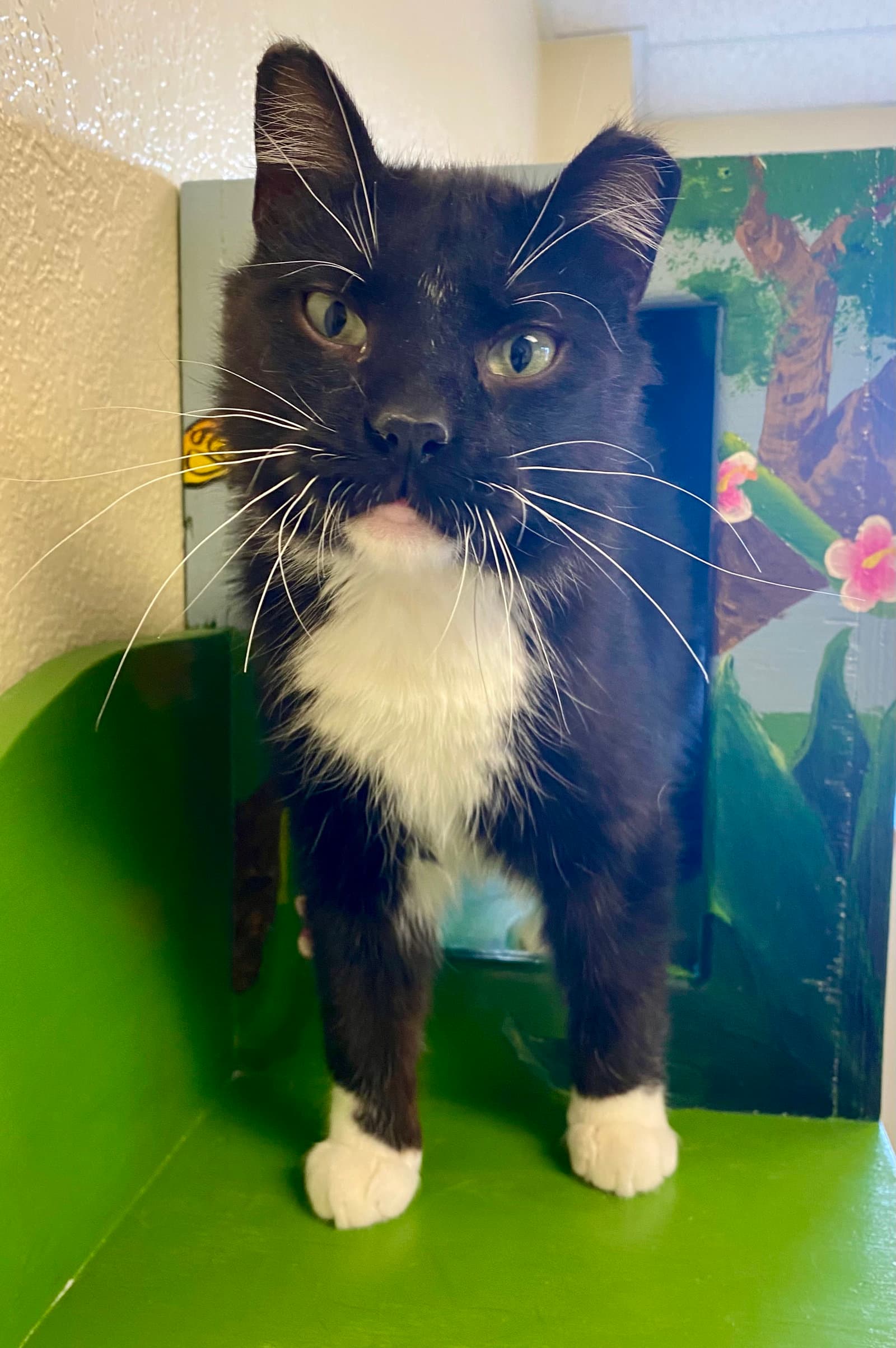 Lucky Charms - Domestic Medium Hair
