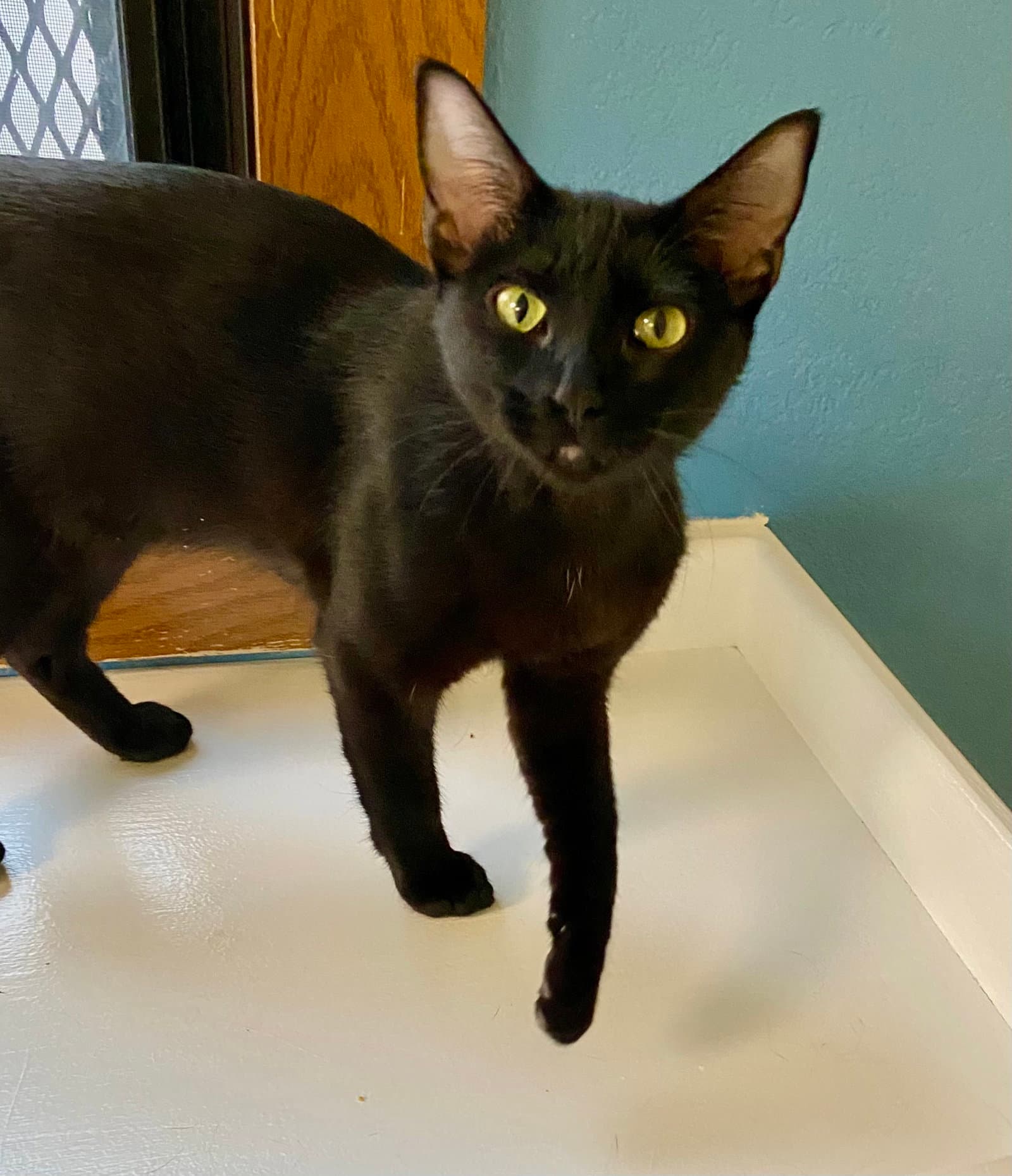Relish - Domestic Short Hair