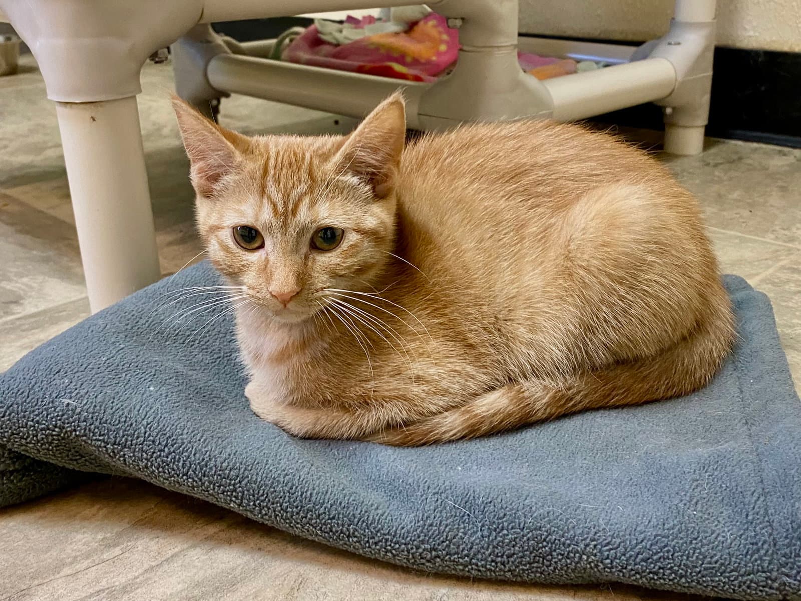 Orpington - Domestic Short Hair