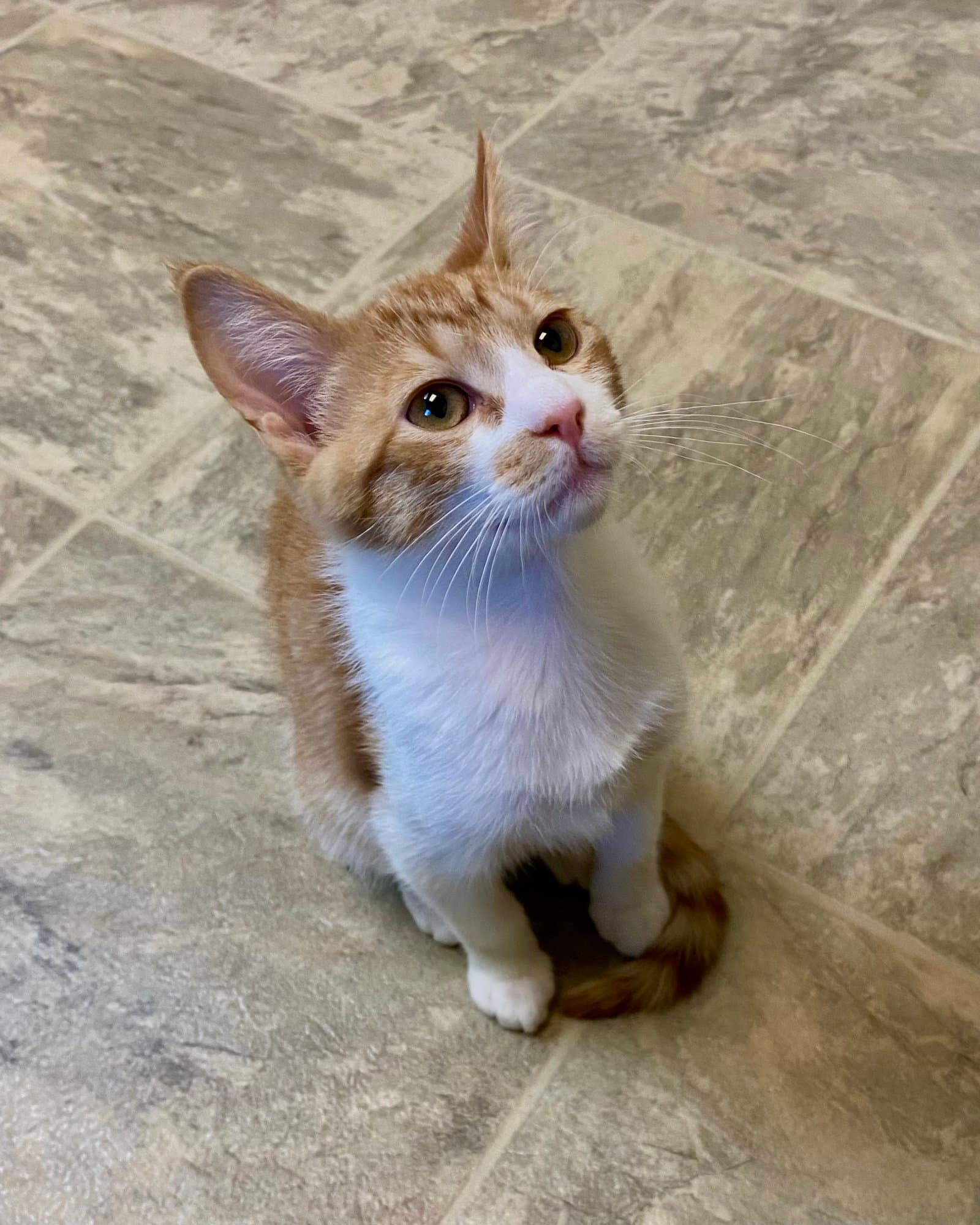 Sussex - Domestic Short Hair