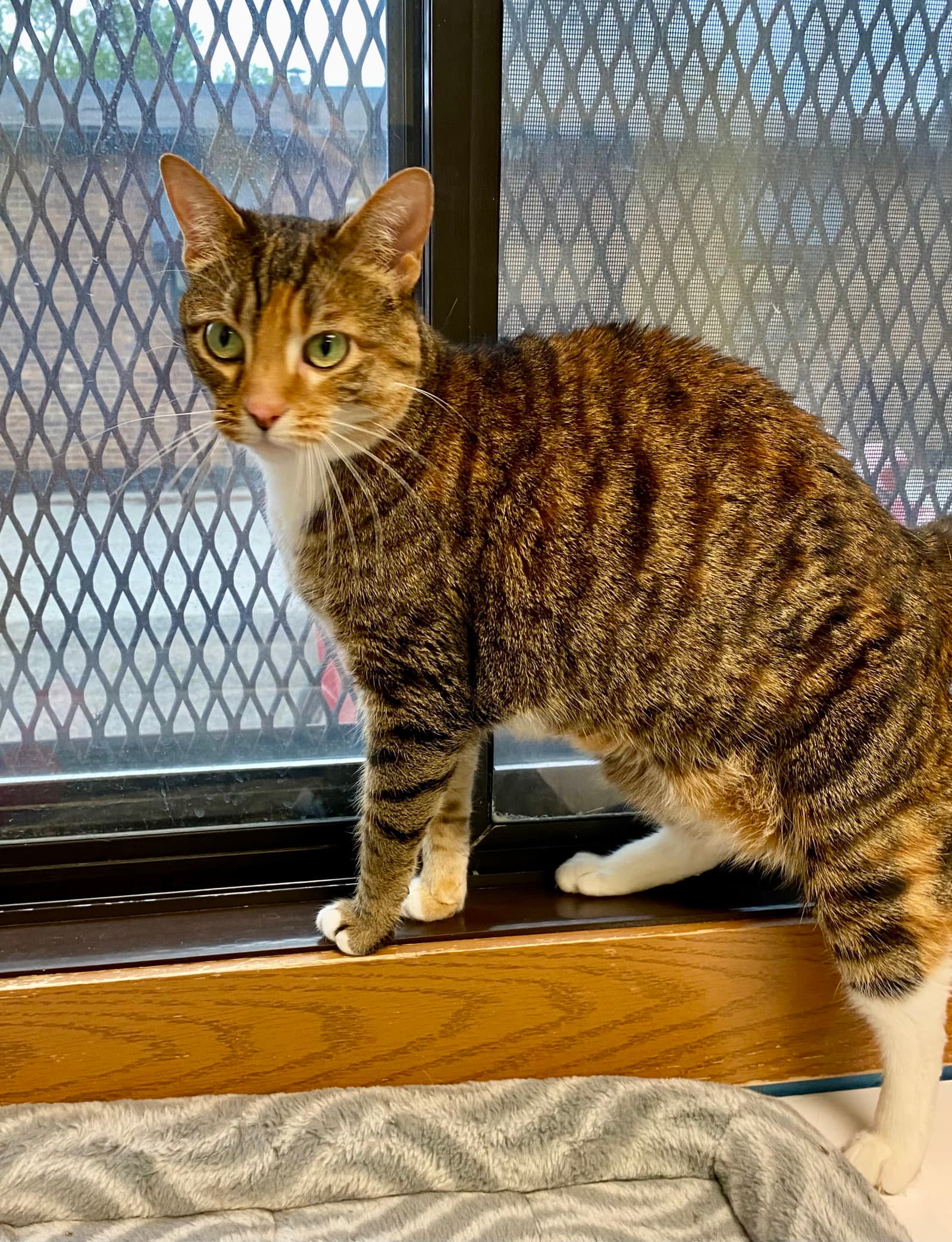 Millie - Domestic Short Hair