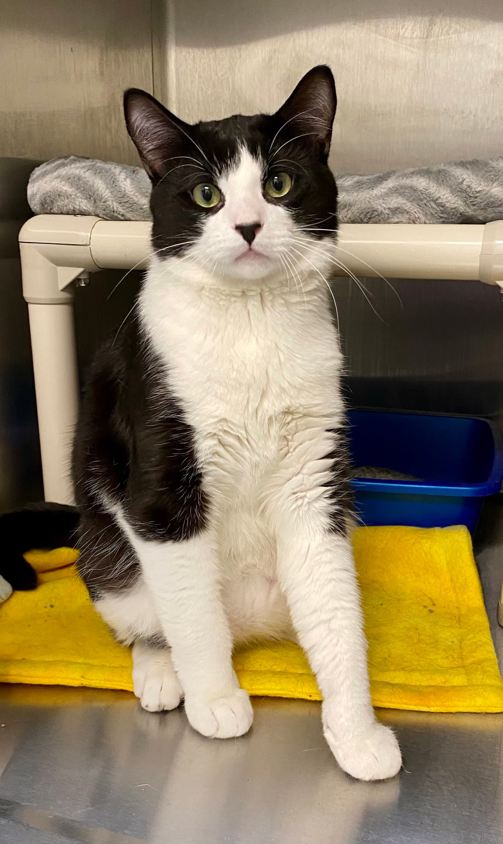 Elderberry - Domestic Short Hair