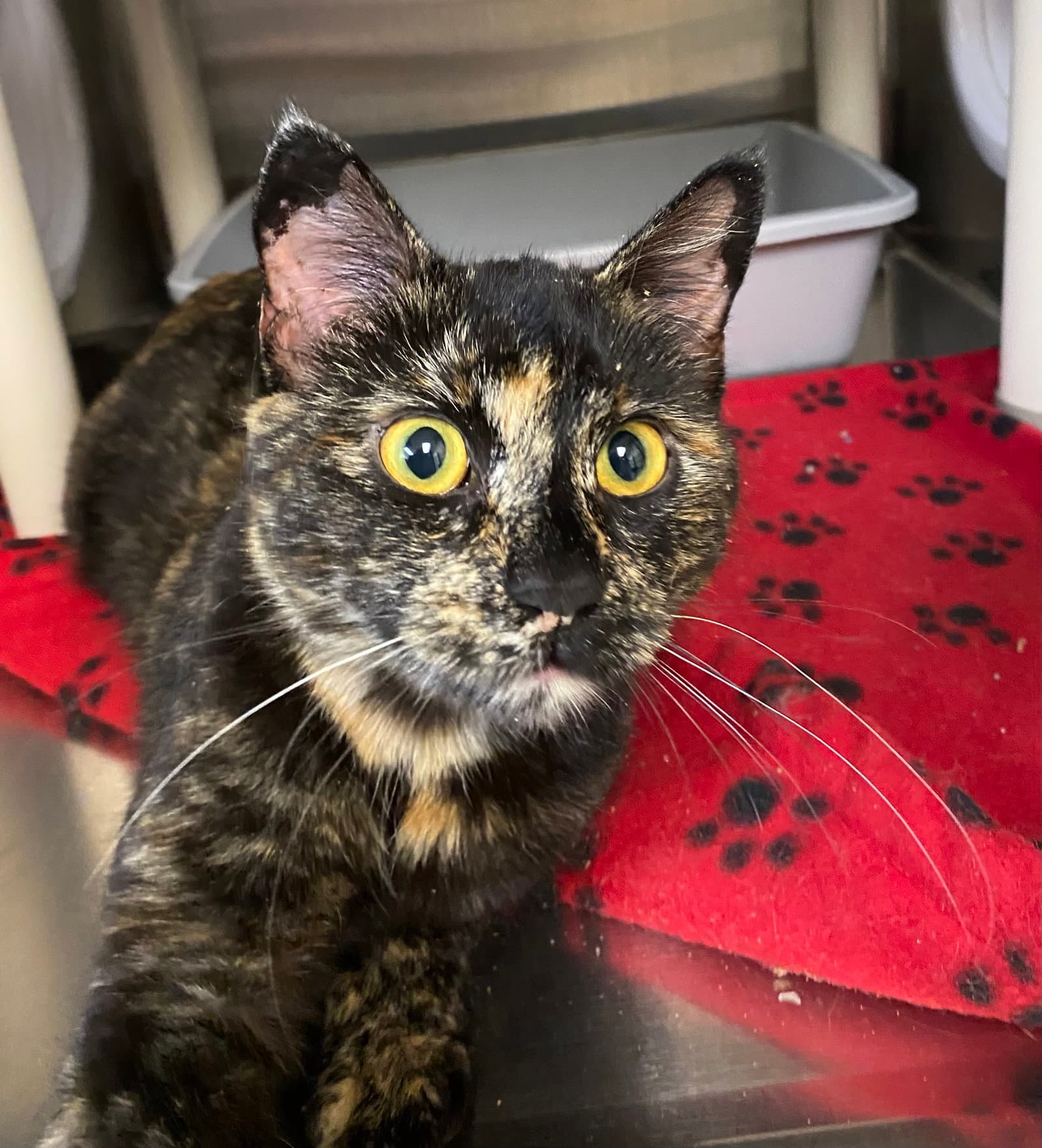 Pam Beesly - Domestic Short Hair