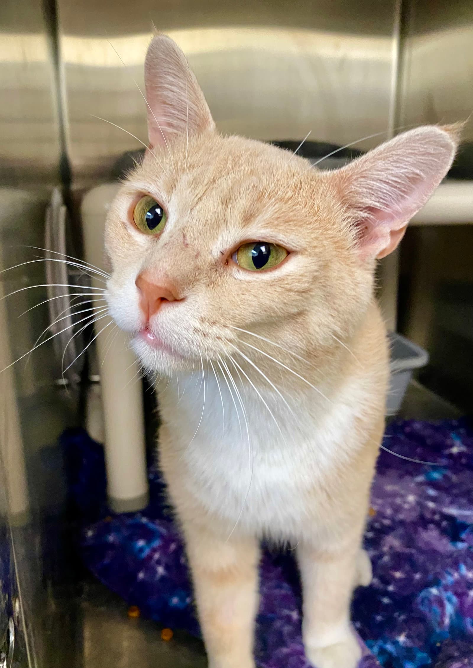 Jim Halpert - Domestic Short Hair