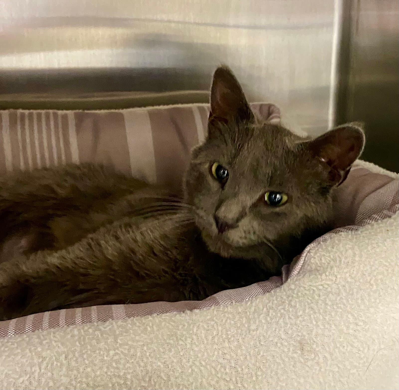 Jan Levinson - Domestic Short Hair
