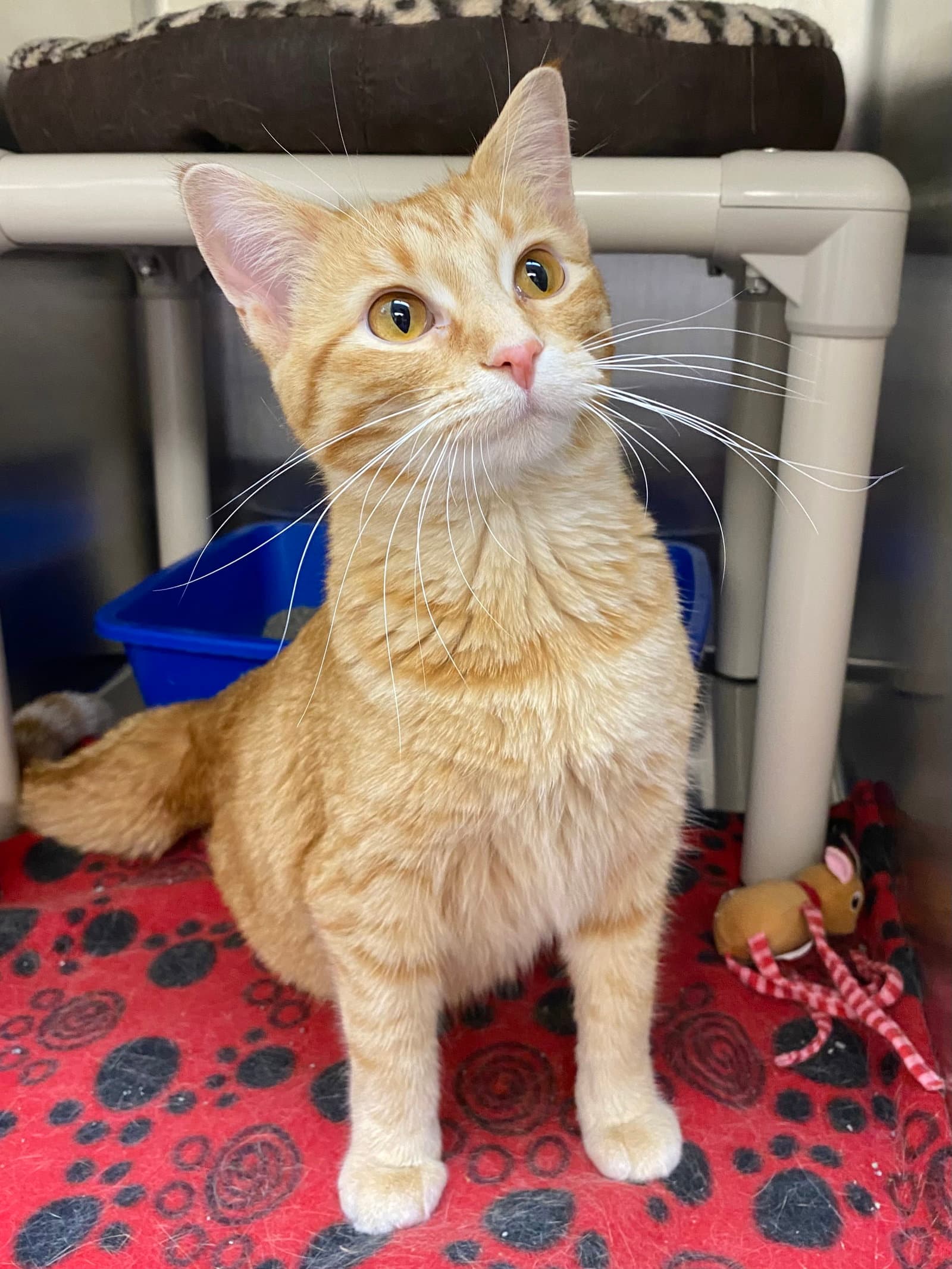 Raspberry - Domestic Short Hair